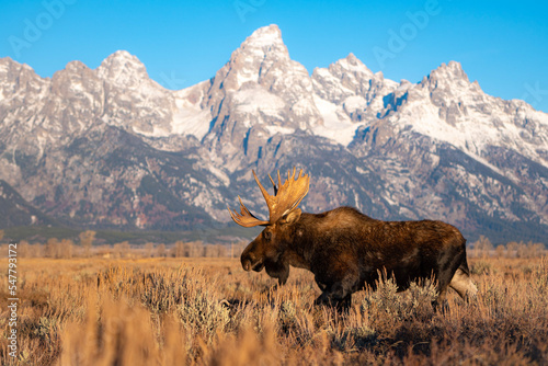Obraz na plátne bull moose in the mountains
