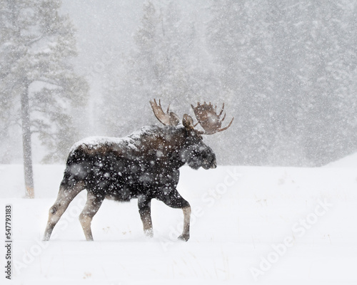 bull moose in snow storm