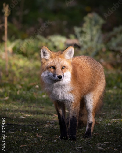 red fox vulpes © Tristan