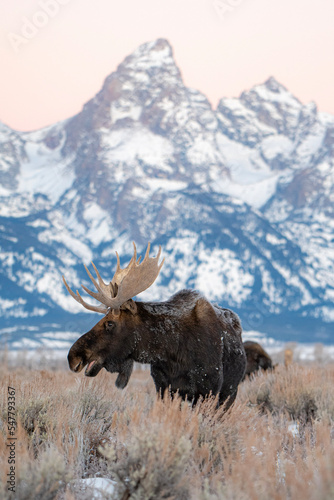 bull moose in the snow