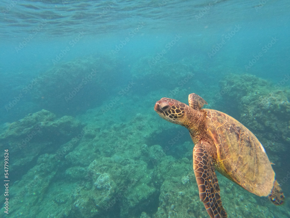 Obraz premium green sea turtle