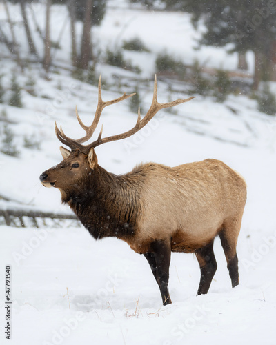 elk in winter