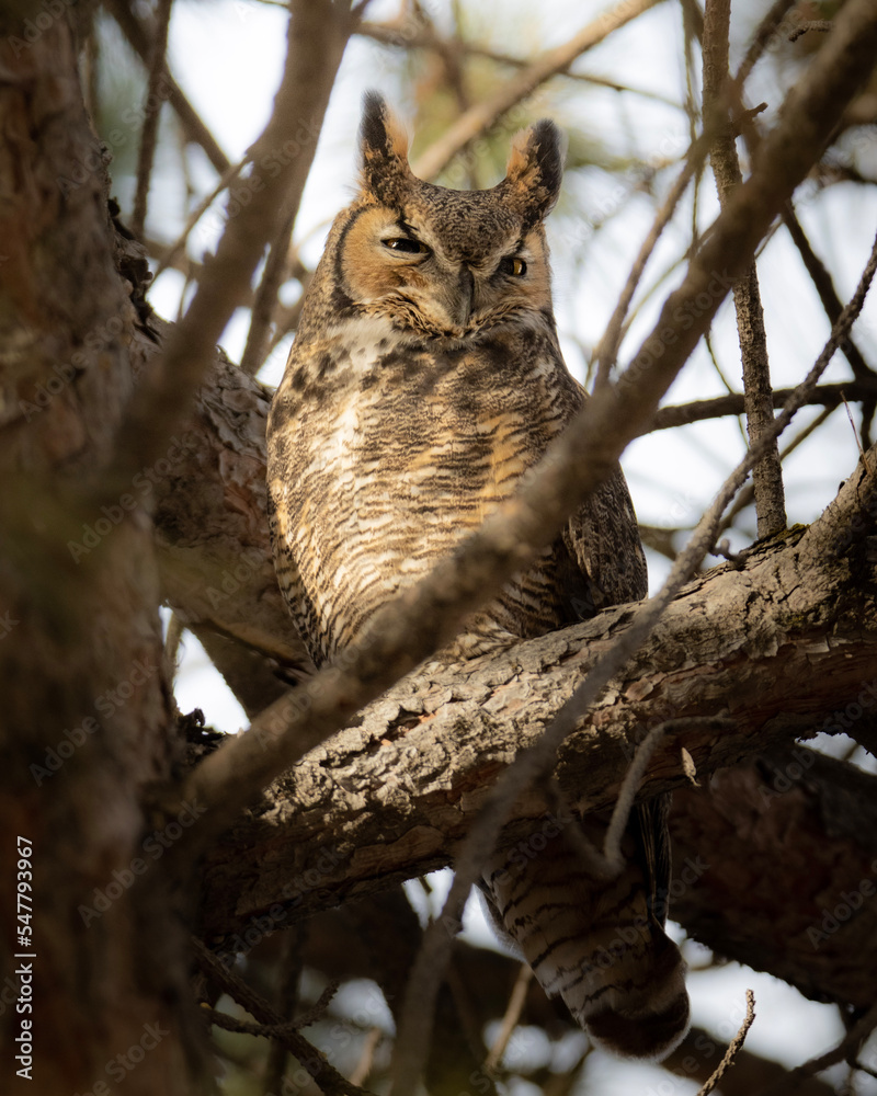 great horned owl in a tree great horned owl in a tree