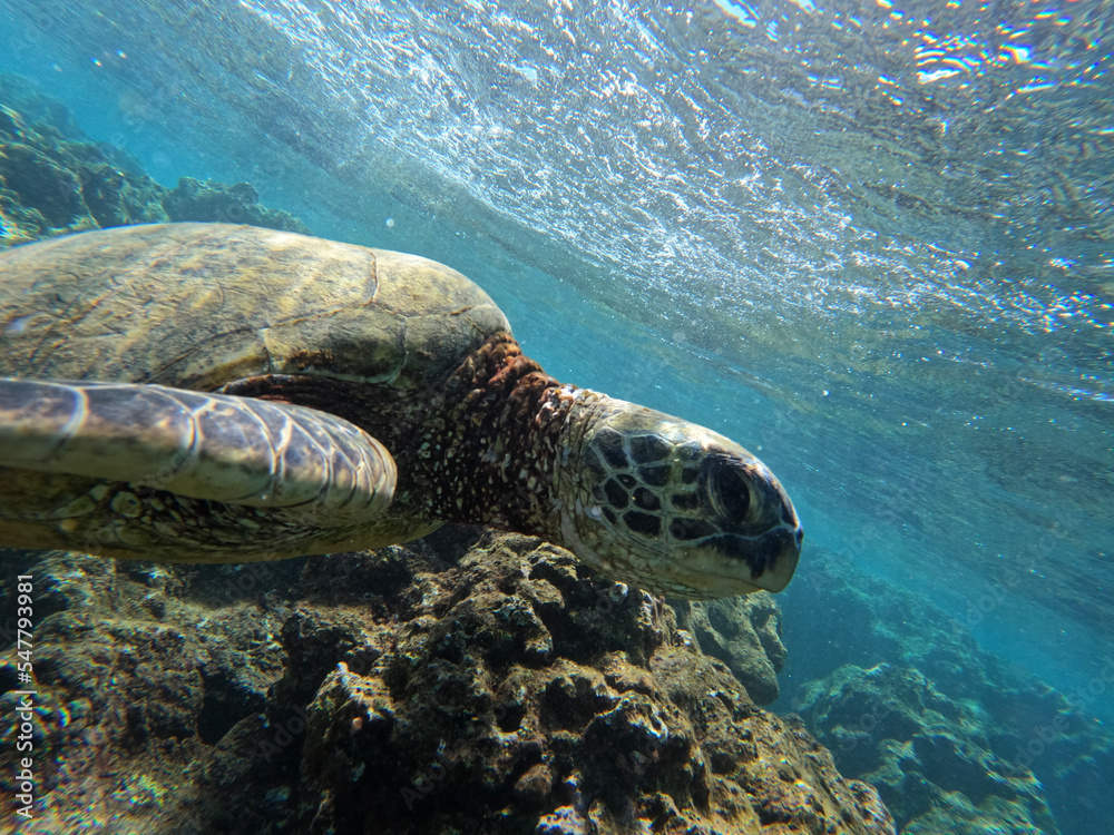 Obraz premium green sea turtle