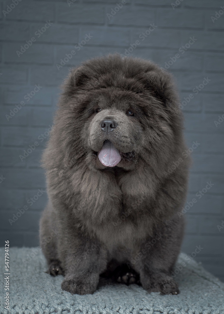 A dark gray and very shaggy dog with his tongue hanging out sits against a gray brick wall