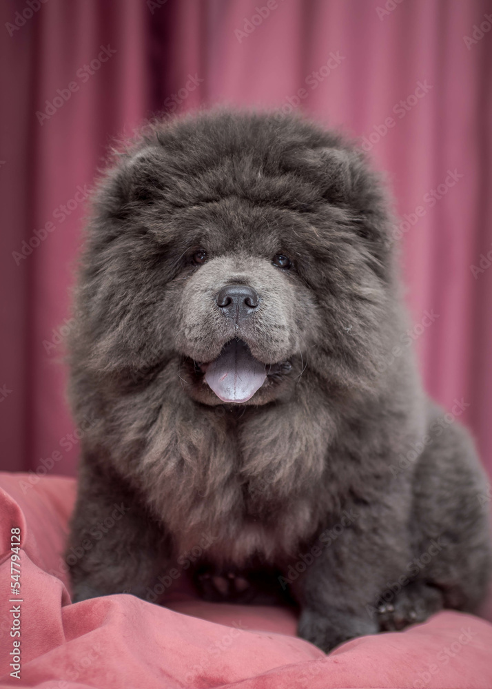 A dark gray and very shaggy dog with his tongue hanging out sits on a pillow A dark gray and very shaggy dog with his tongue hanging out sits on a pillow
