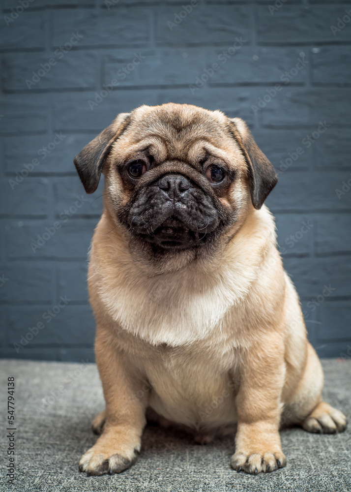 A dog with cute eyes sits against a gray brick wall. The breed of the dog is the Pug