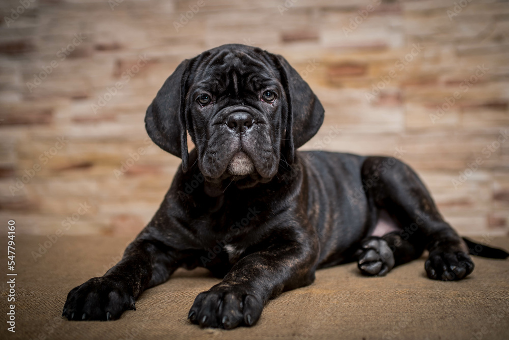 Beautiful black puppy poses for a photo against a brick wall background Beautiful black puppy poses for a photo against a brick wall background