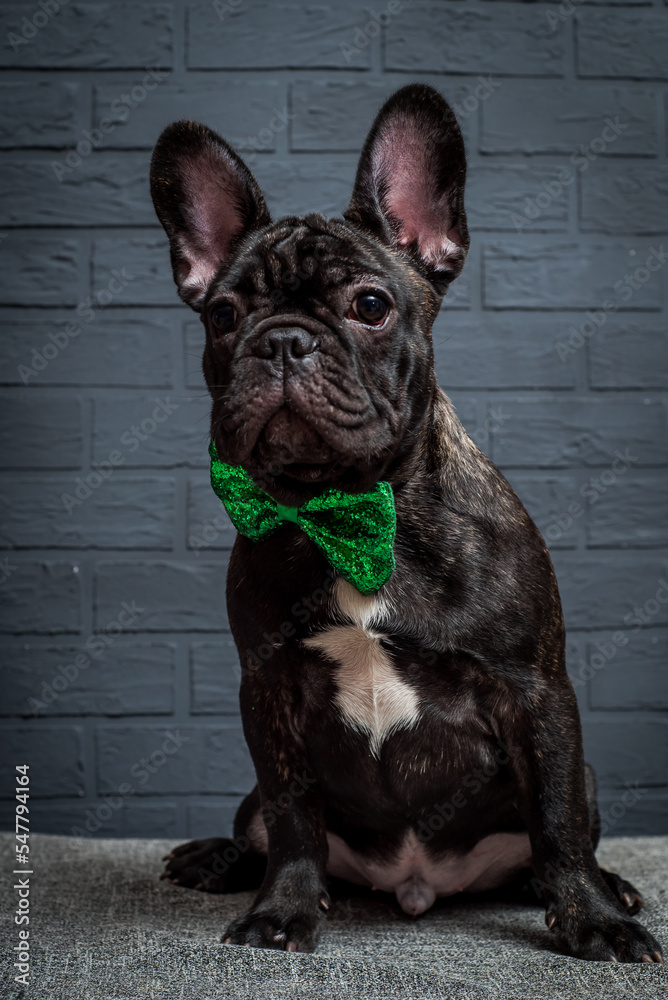 Beautiful black dog with a green bow around his neck sits near a gray brick wall