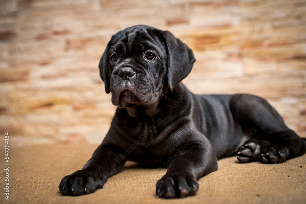 Beautiful black puppy poses for a photo against a brick wall background