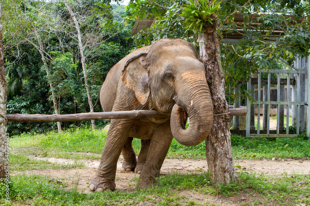 Fototapeta premium Elephants living their best life in Thailand