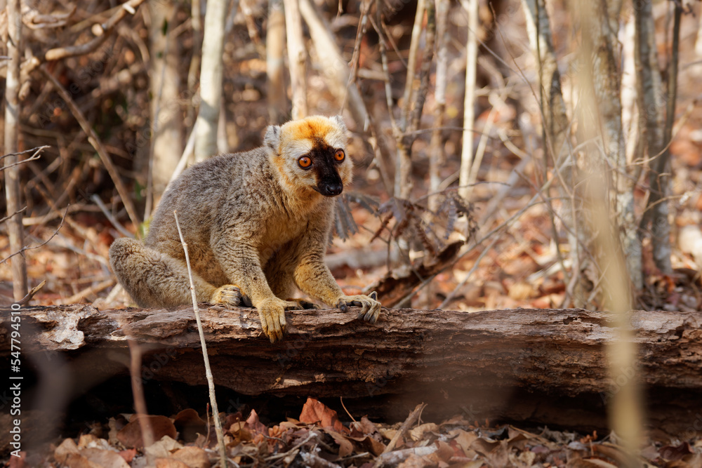 Fototapeta premium Red Lemur - Eulemur fulvus rufus also Rufous brown or Northern Red-fronted lemur, lemur from Madagascar, primate in typical dry forest, climbing on the tree