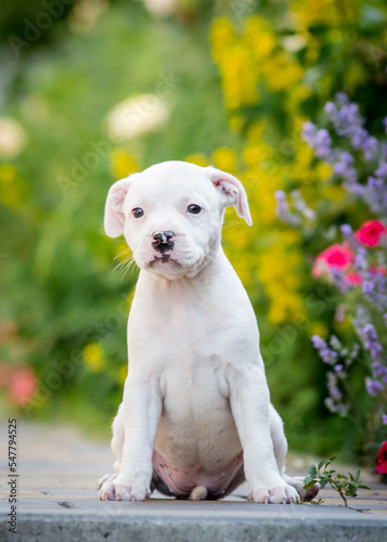 Cute white puppy is sitting on the path near the flowers