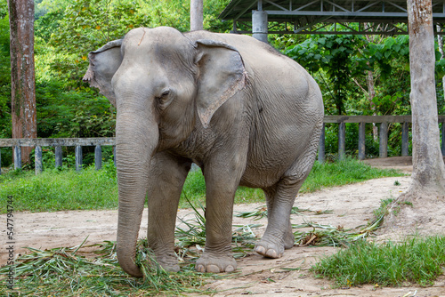 Elephants living their best life in Thailand