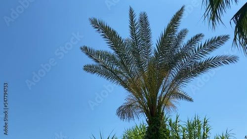 A beautiful lush palm tree develops in the wind against a clear blue sky closeup concept, the wind shakes the green lush palm branches, tropical panoramic view