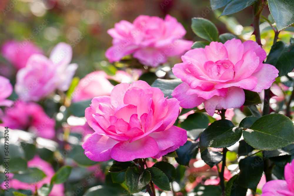 Pink roses bush in summer garden.