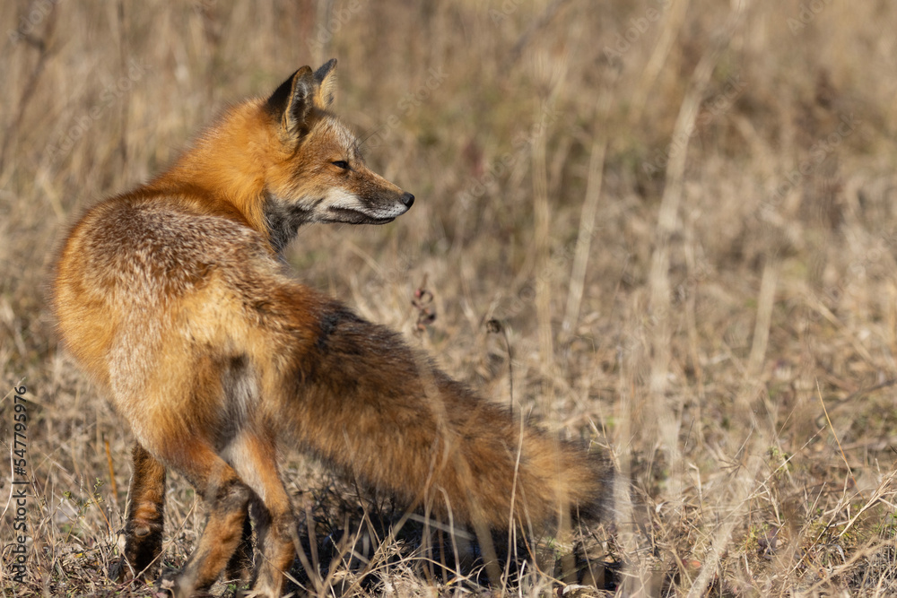 Fototapeta premium Red fox portrait in autumn