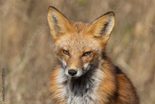 Red fox portrait in autumn © Mircea Costina