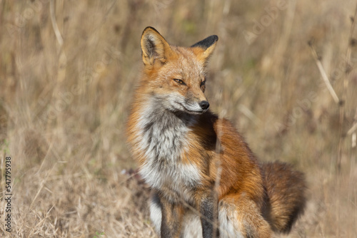 Red fox portrait in autumn