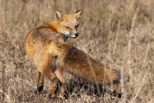 Red fox portrait in autumn