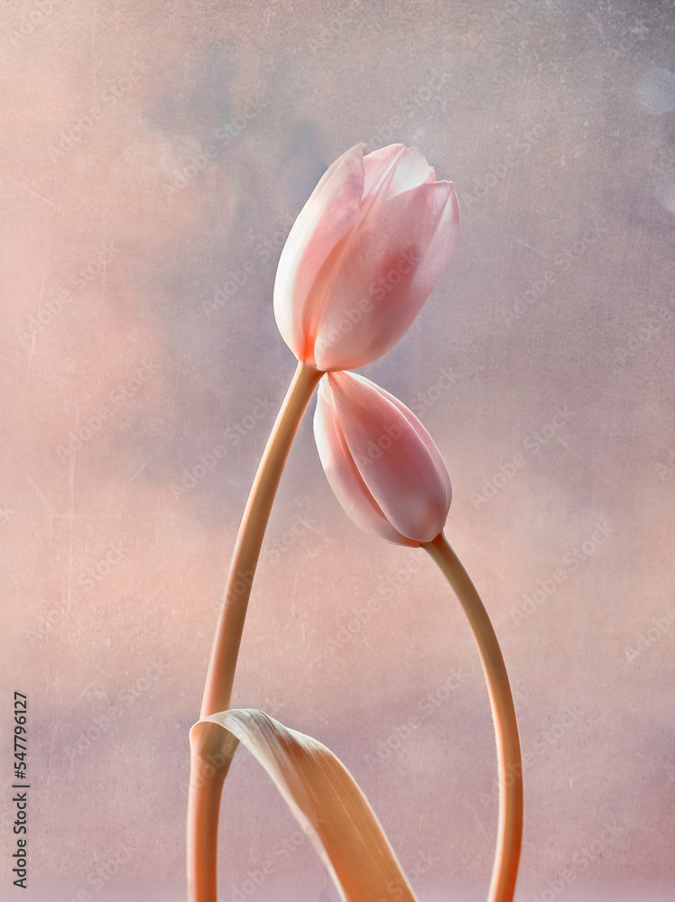 Obraz premium Tulipany, pastelowy kwiat