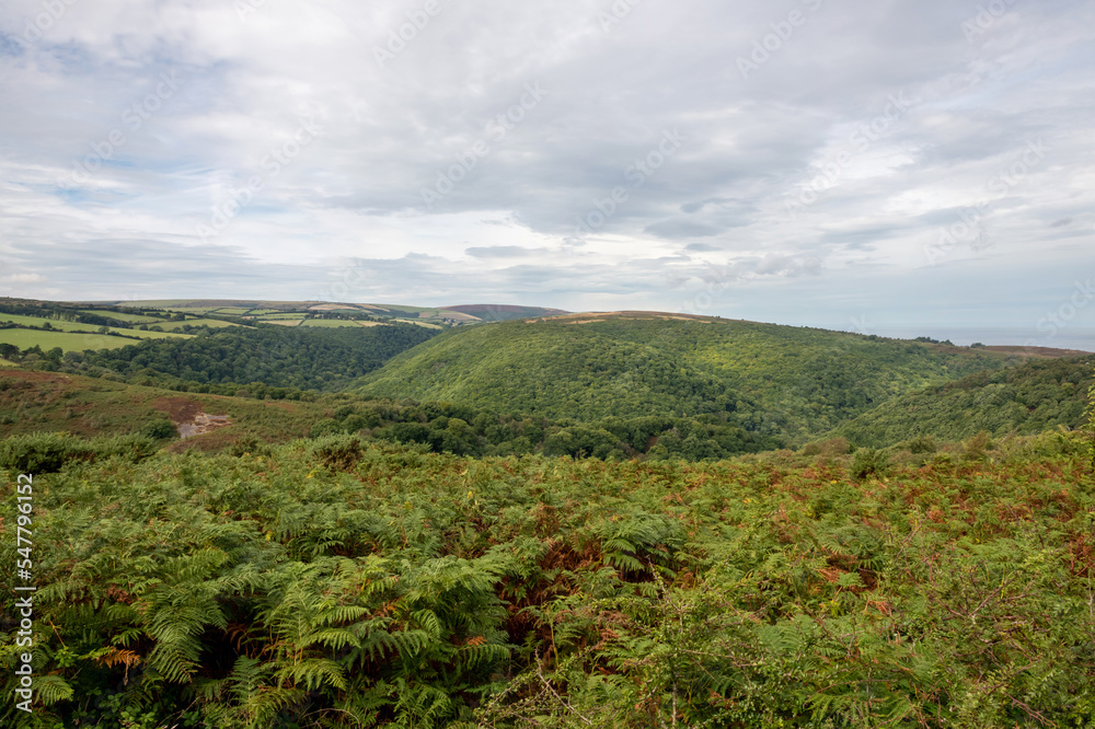 View from Dunkery Hill of Horner woods in Somerset