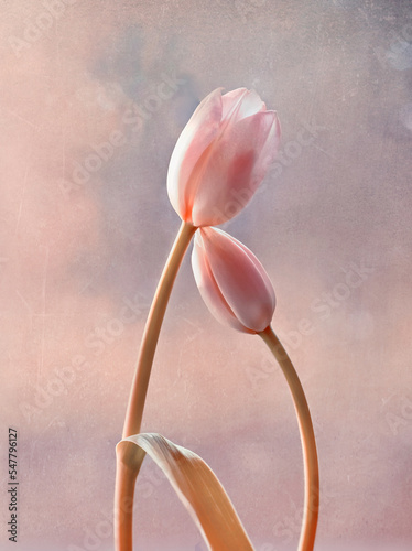 Tulipany, pastelowy kwiat