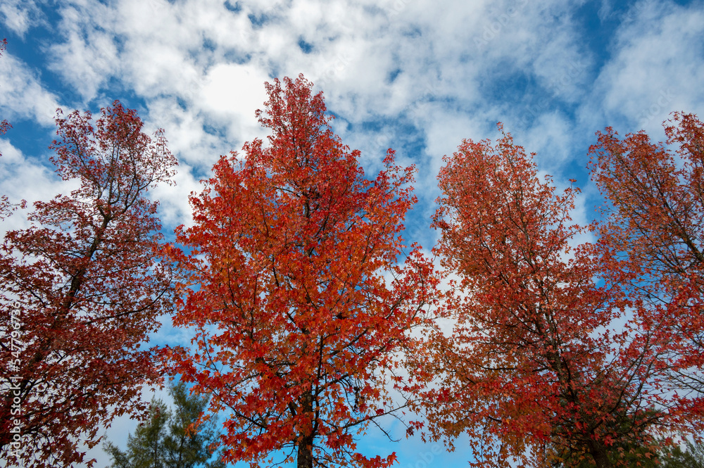 The natural beauty of autumn colors and falling leaves The natural beauty of autumn colors and falling leaves