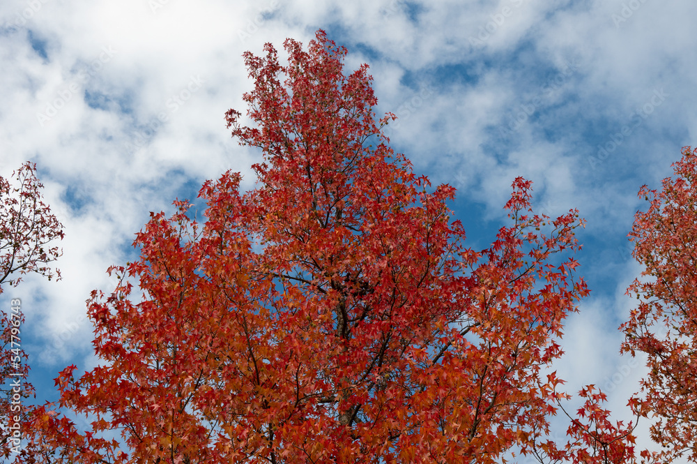 The natural beauty of autumn colors and falling leaves The natural beauty of autumn colors and falling leaves
