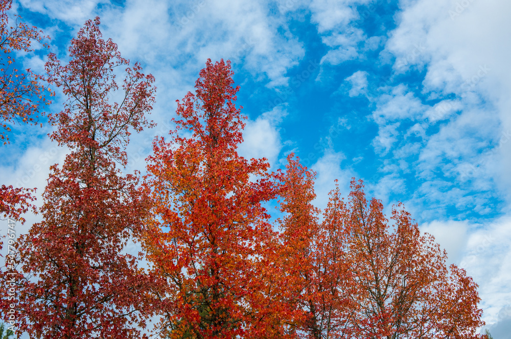 The natural beauty of autumn colors and falling leaves The natural beauty of autumn colors and falling leaves
