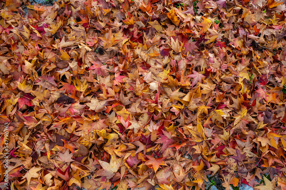 The natural beauty of autumn colors and falling leaves