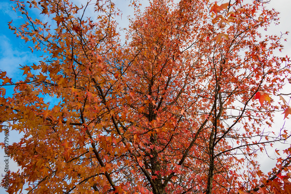 The natural beauty of autumn colors and falling leaves The natural beauty of autumn colors and falling leaves