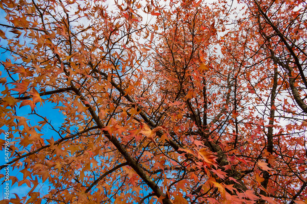 The natural beauty of autumn colors and falling leaves The natural beauty of autumn colors and falling leaves