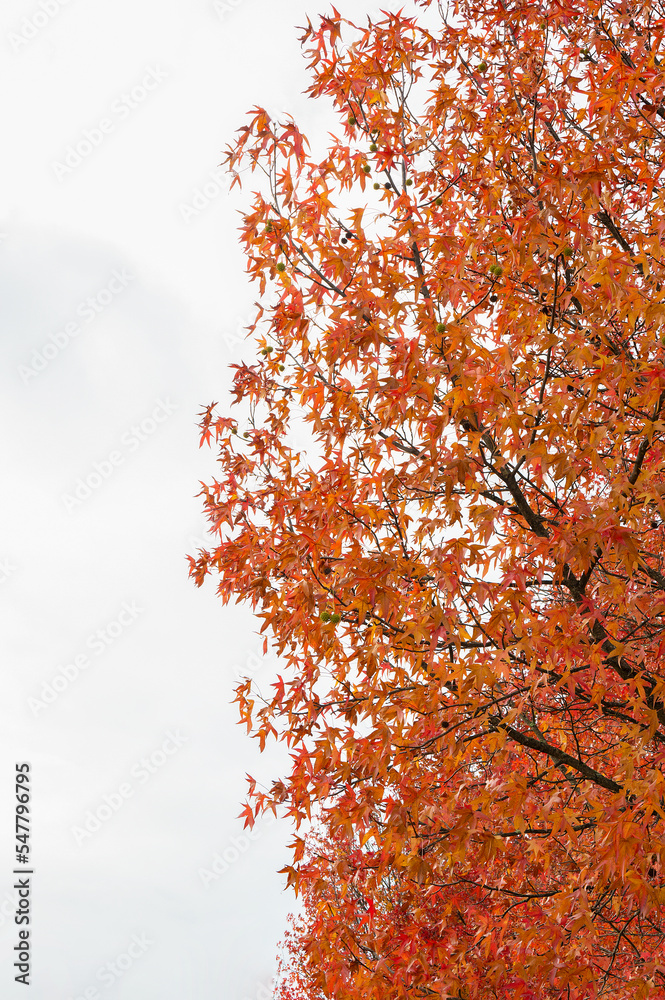 The natural beauty of autumn colors and falling leaves