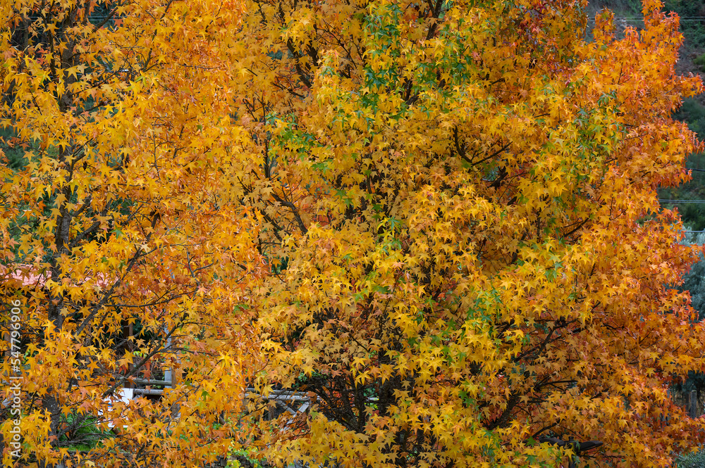The natural beauty of autumn colors and falling leaves The natural beauty of autumn colors and falling leaves