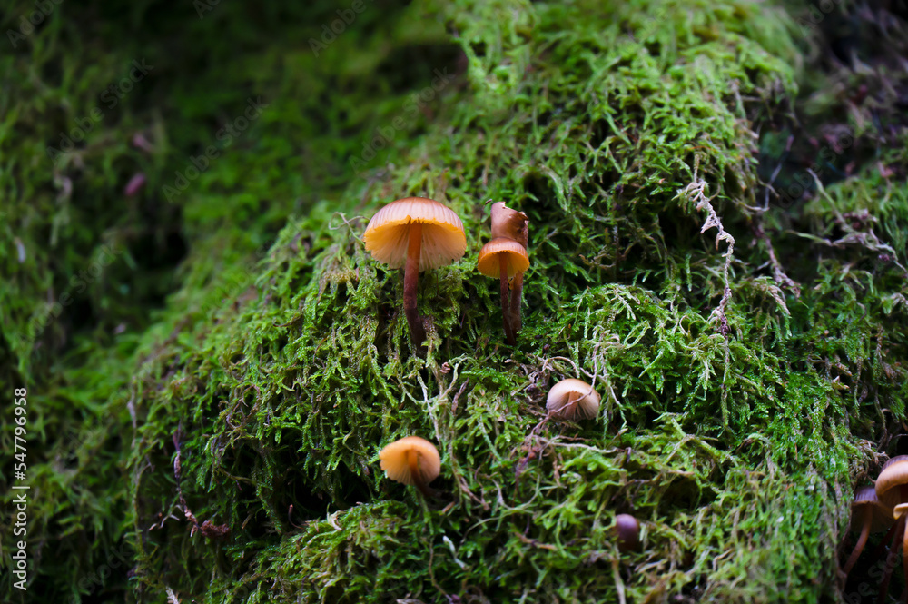 Detail of a wild mushrooms on a tree trunk Detail of a wild mushrooms on a tree trunk