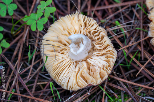 Detail of the inner part of a wild mushroom