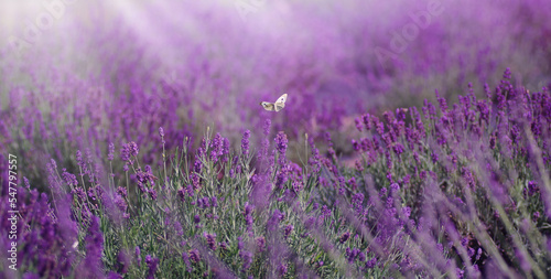 Motyl na polu lawendy