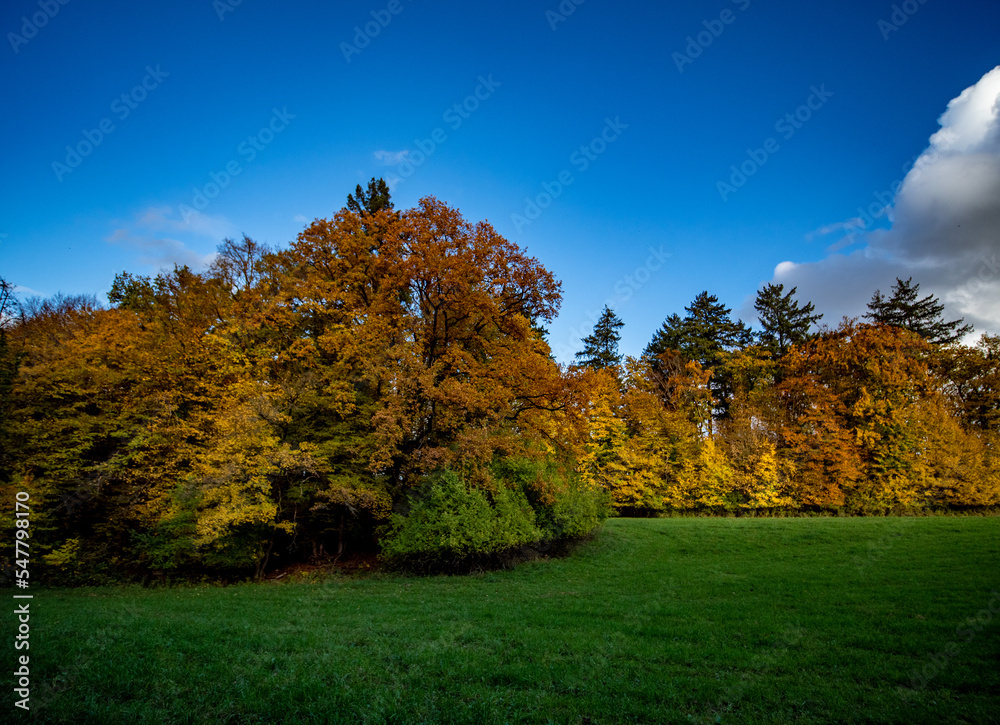 Herbstwald