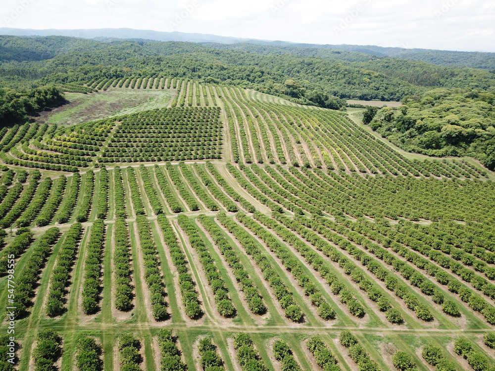 citrus plantation in northwestern Argentina