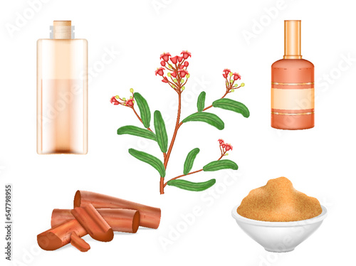 Sandalwood elements. Fresh sandal branch, powder, timber stick, perfume and oil for aromatherapy