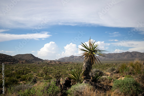 Desert scenes