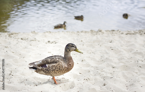 Wild duck on the shore of the lake.