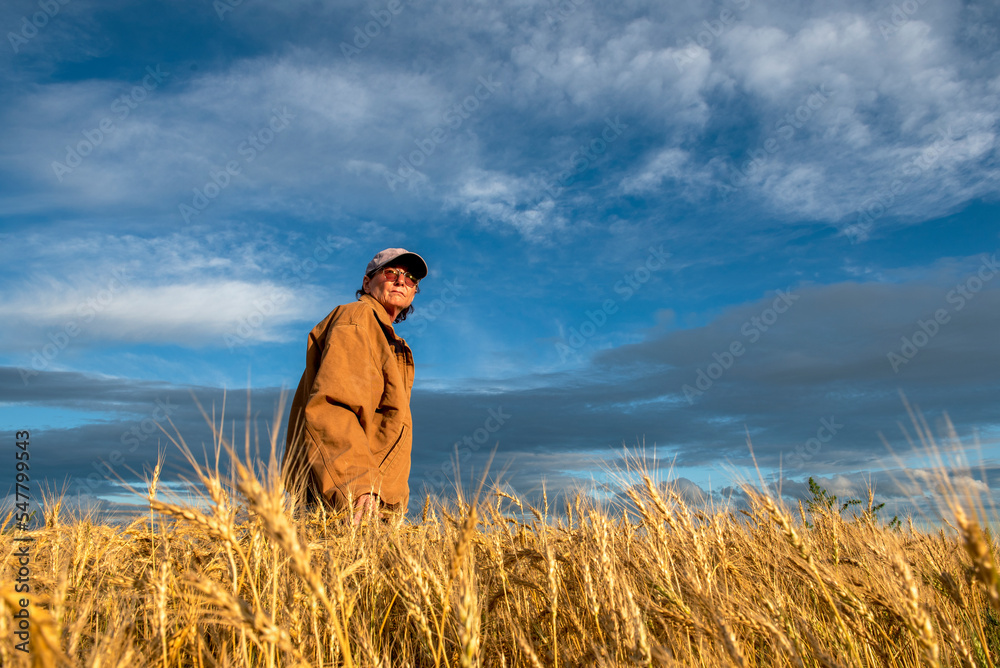 Wheat Harvest,  Woman rancher checks the weather while checking the condition of her wheat before harvest near Sidney, MT USA