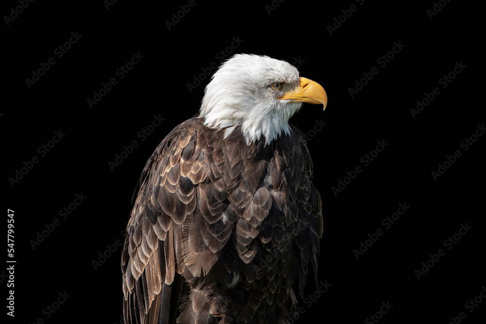 Obraz premium Portrait of an American male Bald Eagle, isolated on black background