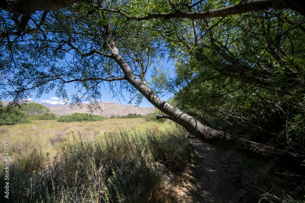 Desert scenes