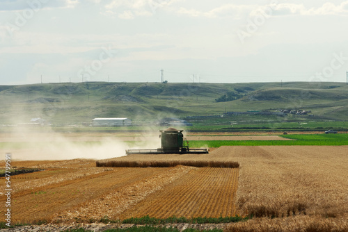Wheat Harvest, combine harvesting wheat in a field under clear sky near Sidney, MT USA. © Gregory Borgstahl
