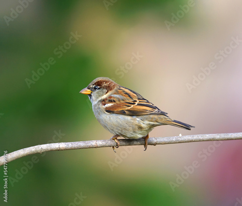 sparrow bird standing on tree branch in autumn