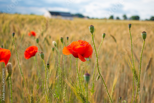 Red poppies in a wheat field