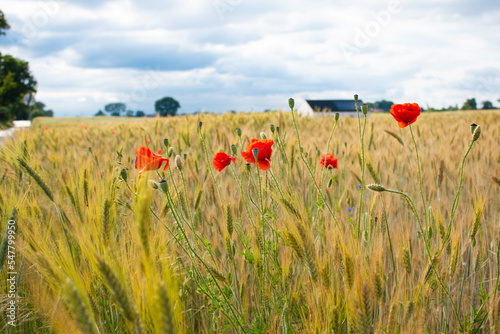 Red poppies in a wheat field